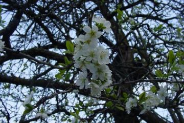 Carcoforo in primavera