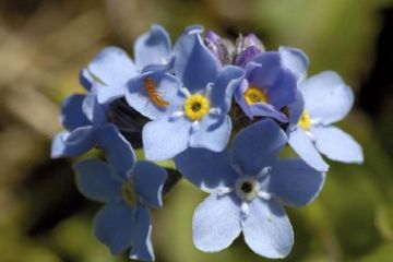 Parco Alta Valsesia - Flora non ti scordar di me