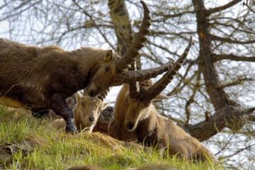 Parco Alta Valsesia - Stambecchi
