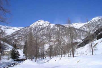 Campi di neve e radi larici: siamo sulla pista Blu:  a sinistra la Madonna del Gabbio, al centro la conca di Carcoforo.<br>(Ft. di  Claudio Trova)
