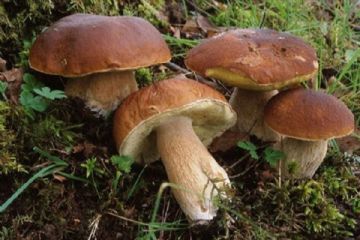 Funghi spontanei: precauzioni per la raccolta e il consumo